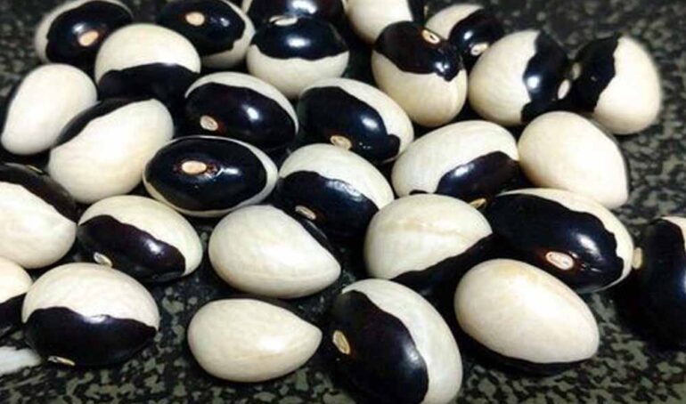 đậu trắng mắt đen - món ăn từ rau củ - phương pháp sống khỏe - Đặc Sản Đà Lạt - https://dalatfarm.net/