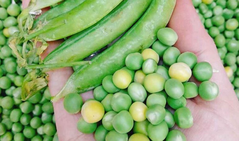 hạt đậu hà lan TPHCM - món ăn từ rau củ - phương pháp sống khỏe - Đặc Sản Đà Lạt - https://dalatfarm.net/