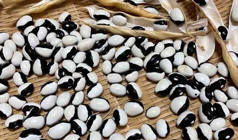 hạt đậu mắt mèo - món ăn từ rau củ - phương pháp sống khỏe - Đặc Sản Đà Lạt - https://dalatfarm.net/