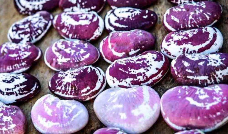 hạt đậu ngự - món ăn từ rau củ - phương pháp sống khỏe - Đặc Sản Đà Lạt - https://dalatfarm.net/