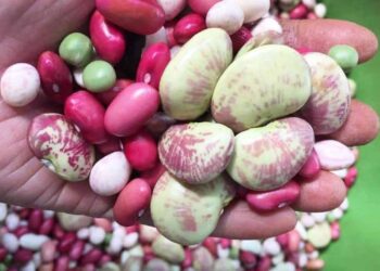 hạt đậu tươi mix thập cẩm - món ăn từ rau củ - phương pháp sống khỏe - Đặc Sản Đà Lạt - https://dalatfarm.net/