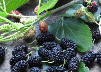 mua dâu tằm - món ăn từ rau củ - phương pháp sống khỏe - Đặc Sản Đà Lạt - https://dalatfarm.net/