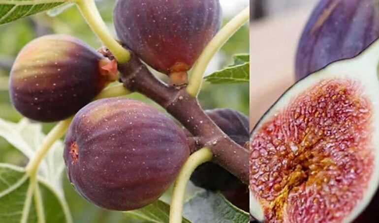 sung mỹ hữu cơ - món ăn từ rau củ - phương pháp sống khỏe - Đặc Sản Đà Lạt - https://dalatfarm.net/