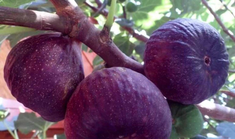 sung mỹ tươi Đà Lạt - món ăn từ rau củ - phương pháp sống khỏe - Đặc Sản Đà Lạt - https://dalatfarm.net/