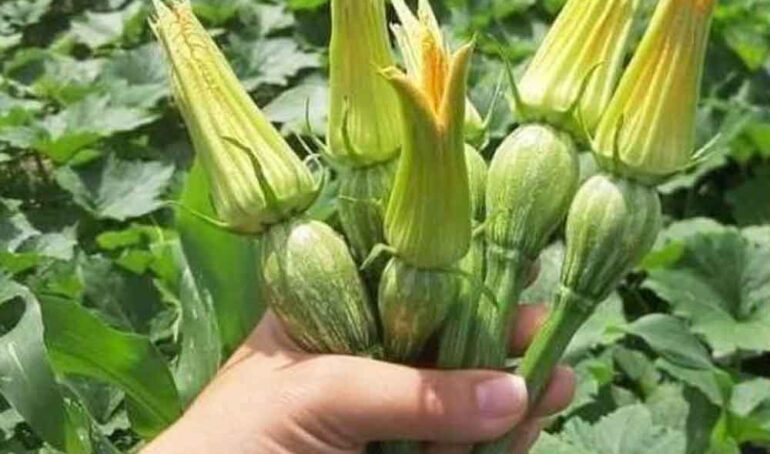 bí nụ bao tử - món ăn từ rau củ - phương pháp sống khỏe - Đặc Sản Đà Lạt - https://dalatfarm.net/