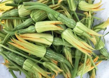 bí nụ non Đà Lạt - món ăn từ rau củ - phương pháp sống khỏe - Đặc Sản Đà Lạt - https://dalatfarm.net/