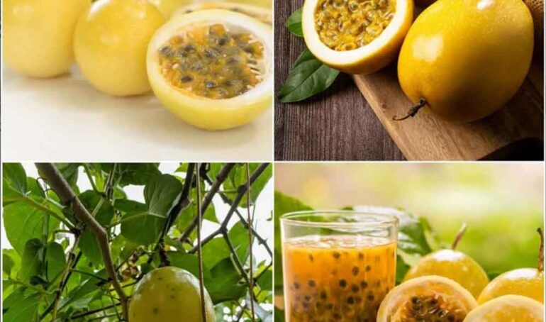 chanh dây hoàng kim Đà Lạt - món ăn từ rau củ - phương pháp sống khỏe - Đặc Sản Đà Lạt - https://dalatfarm.net/