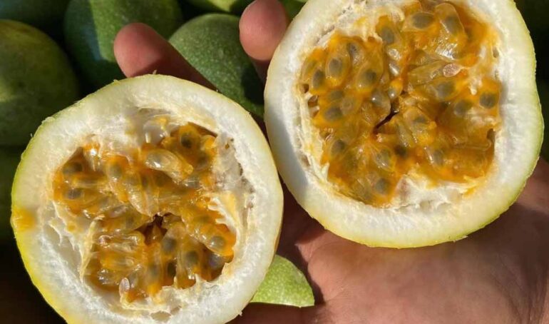 chanh dây hương ổi Đà Lạt - món ăn từ rau củ - phương pháp sống khỏe - Đặc Sản Đà Lạt - https://dalatfarm.net/