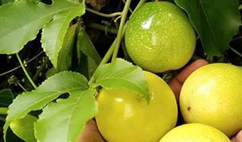 chanh dây ngọt Đà Lạt - món ăn từ rau củ - phương pháp sống khỏe - Đặc Sản Đà Lạt - https://dalatfarm.net/