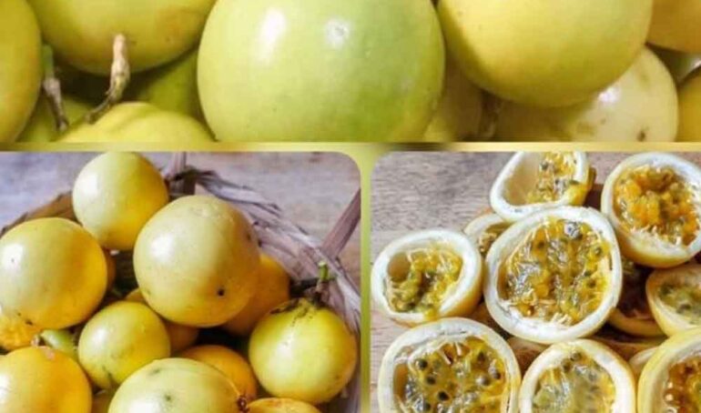 chanh dây ngọt hương ổi - món ăn từ rau củ - phương pháp sống khỏe - Đặc Sản Đà Lạt - https://dalatfarm.net/