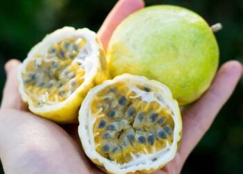 chanh dây ngọt tươi - món ăn từ rau củ - phương pháp sống khỏe - Đặc Sản Đà Lạt - https://dalatfarm.net/