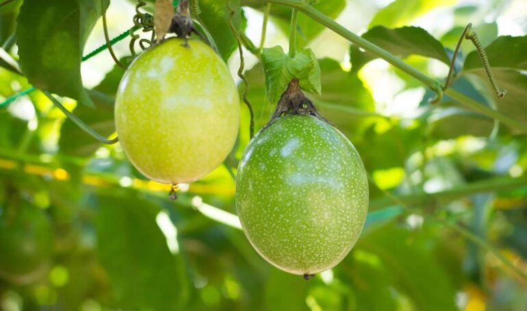 chanh dây vàng Đà Lạt - món ăn từ rau củ - phương pháp sống khỏe - Đặc Sản Đà Lạt - https://dalatfarm.net/