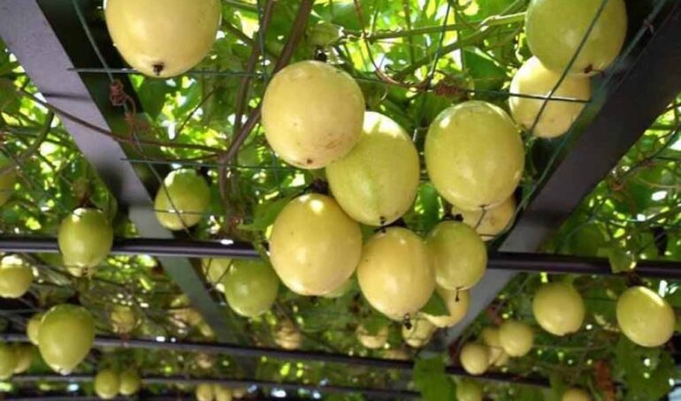 chanh dây vàng ngọt - món ăn từ rau củ - phương pháp sống khỏe - Đặc Sản Đà Lạt - https://dalatfarm.net/