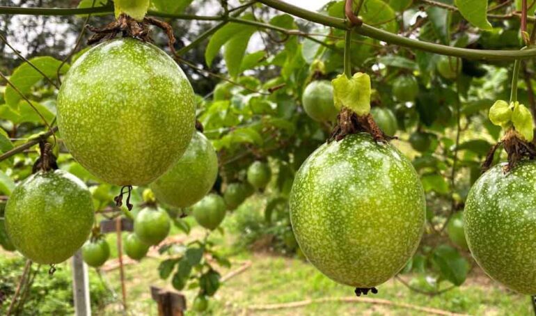 chanh dây vàng tươi - món ăn từ rau củ - phương pháp sống khỏe - Đặc Sản Đà Lạt - https://dalatfarm.net/