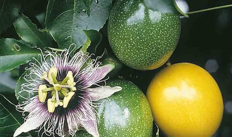 chanh leo ngọt - món ăn từ rau củ - phương pháp sống khỏe - Đặc Sản Đà Lạt - https://dalatfarm.net/