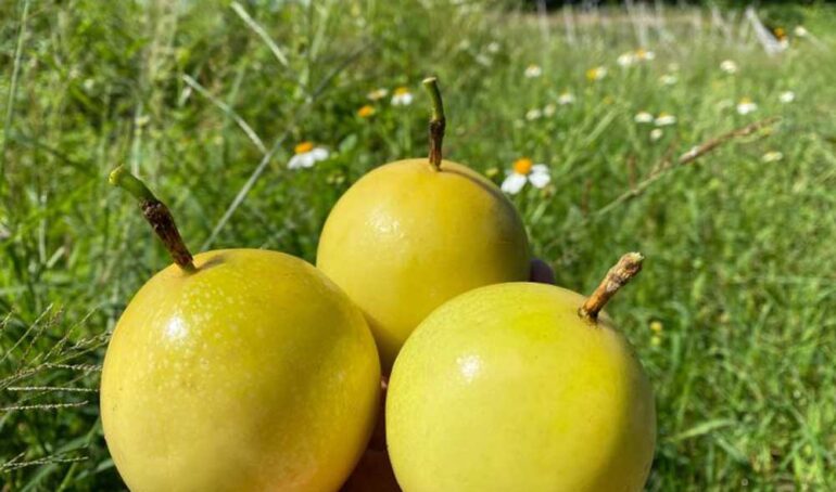 mua chanh dây vàng - món ăn từ rau củ - phương pháp sống khỏe - Đặc Sản Đà Lạt - https://dalatfarm.net/