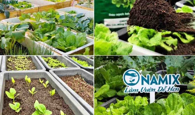 đất trồng rau giá rẻ - Làm vườn tại nhà - Phương pháp sống khỏe - Cách Làm Vườn - https://dalatfarm.net/