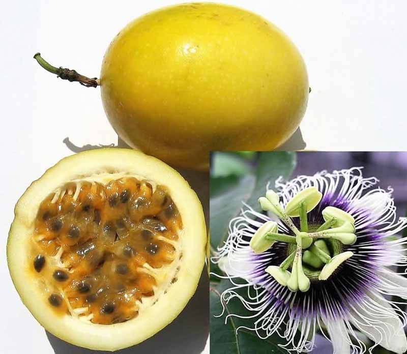 chanh dây hương mật ong - món ăn từ rau củ - phương pháp sống khỏe - Đặc Sản Đà Lạt - https://dalatfarm.net/
