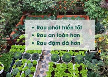 đất chuyên trồng rau ăn lá - Làm vườn tại nhà - Phương pháp sống khỏe - Cách Làm Vườn - https://dalatfarm.net/