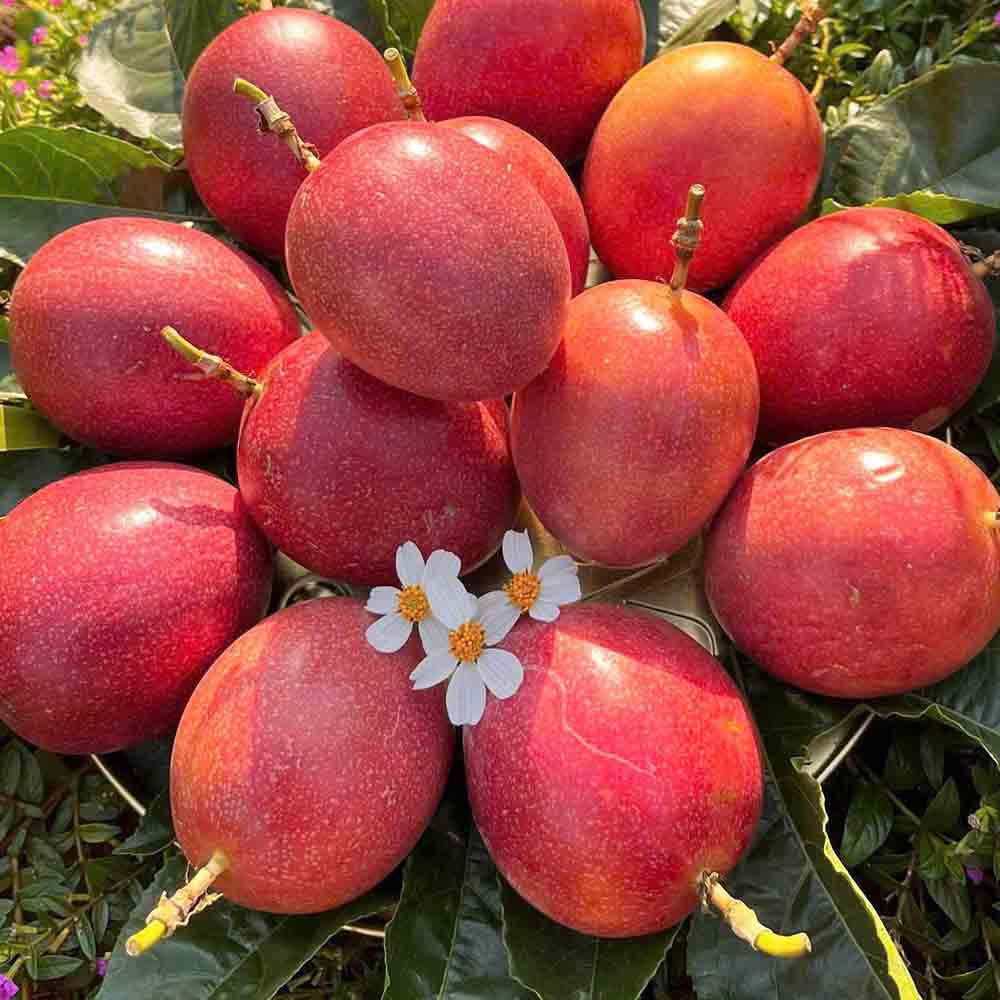 chanh dây hồng ngọt - Hoa Quả Tươi - Đặc Sản ĐàLạt - https://dalatfarm.net/