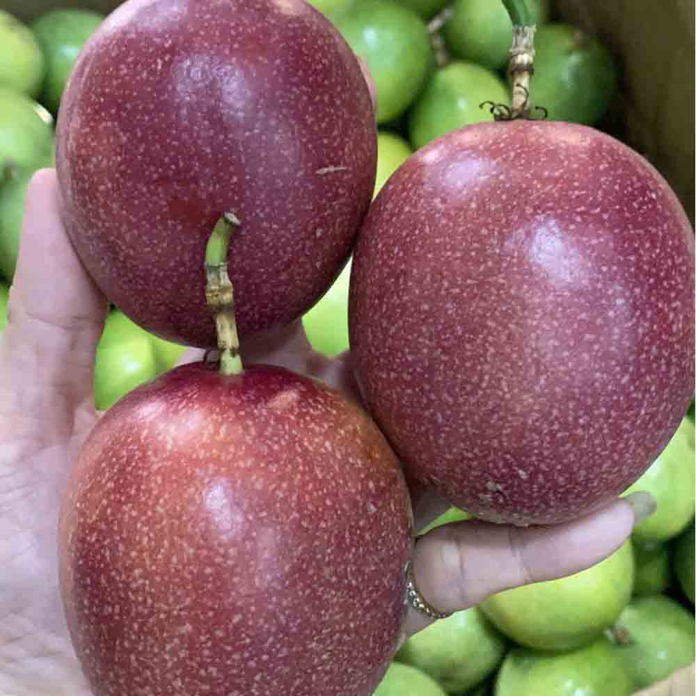 chanh dây hồng ngọt - Hoa Quả Tươi - Đặc Sản ĐàLạt - https://dalatfarm.net/
