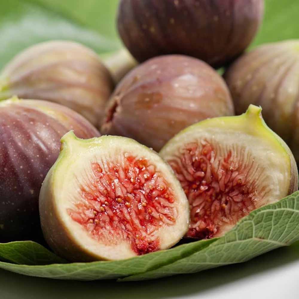 Quả Sung Mỹ - Hoa Quả Tươi - Đặc Sản ĐàLạt - https://dalatfarm.net/