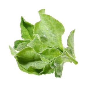 rau kim cương Đà Lạt - Rau Củ Quả Tươi - Rau Củ Quả Sạch - Đặc Sản Đà Lạt - https://dalatfarm.net/