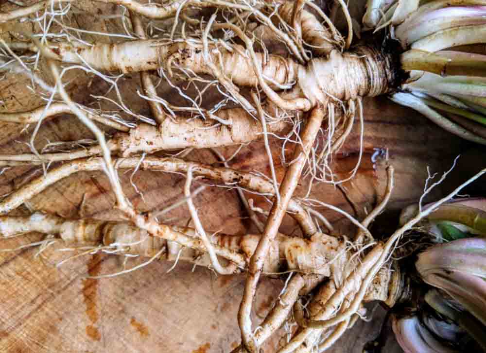 rễ bồ công anh tươi - Rau Củ Quả Tươi - Rau Củ Quả Sạch - Đặc Sản Đà Lạt - https://dalatfarm.net/