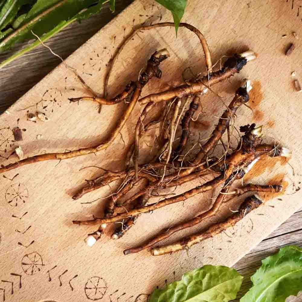 rễ bồ công anh tươi - Rau Củ Quả Tươi - Rau Củ Quả Sạch - Đặc Sản Đà Lạt - https://dalatfarm.net/