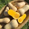 Bí hạt đậu Đà Lạt tươi sạch tại Dalat Farm
