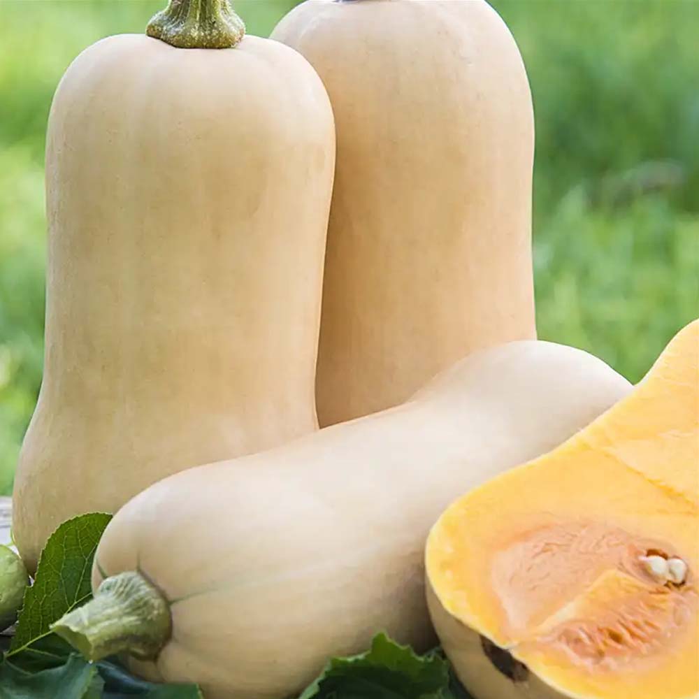 Rau củ organic Đà Lạt giao nhanh TP.HCM