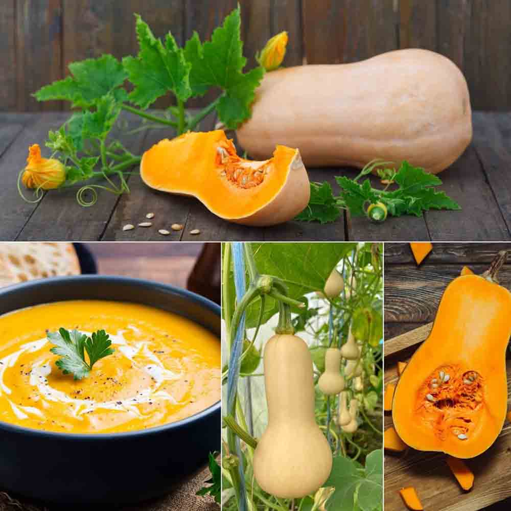Sơ chế bí hạt đậu hữu cơ trước khi nấu ăn