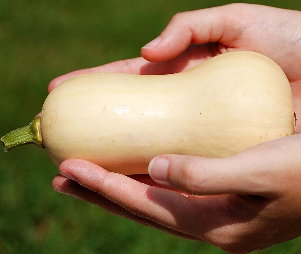 Bí hạt đậu hữu cơ Đà Lạt tươi ngon tại Dalat Farm