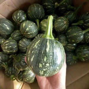 Bí nhật non Đà Lạt tươi sạch tại Dalat Farm, vỏ xanh non mềm, phù hợp nấu canh xào hấp