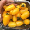 Cà chua bi vàng Đà Lạt tươi sạch, quả nhỏ ngọt thanh tại Dalat Farm