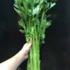 Cần tây Đà Lạt tươi sạch cọng giòn tại Dalat Farm