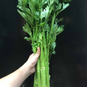 Cần tây Đà Lạt tươi sạch cọng giòn tại Dalat Farm