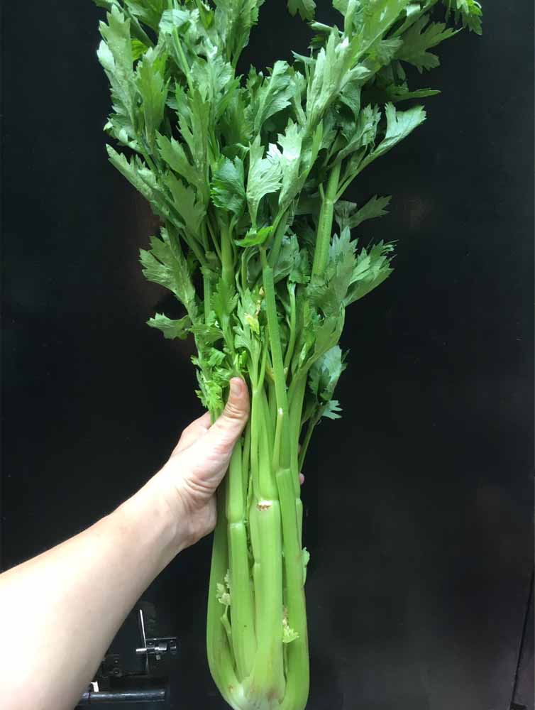 Cần tây Đà Lạt tươi sạch cọng giòn tại Dalat Farm Cần tây Đà Lạt tươi sạch cọng giòn tại Dalat Farm