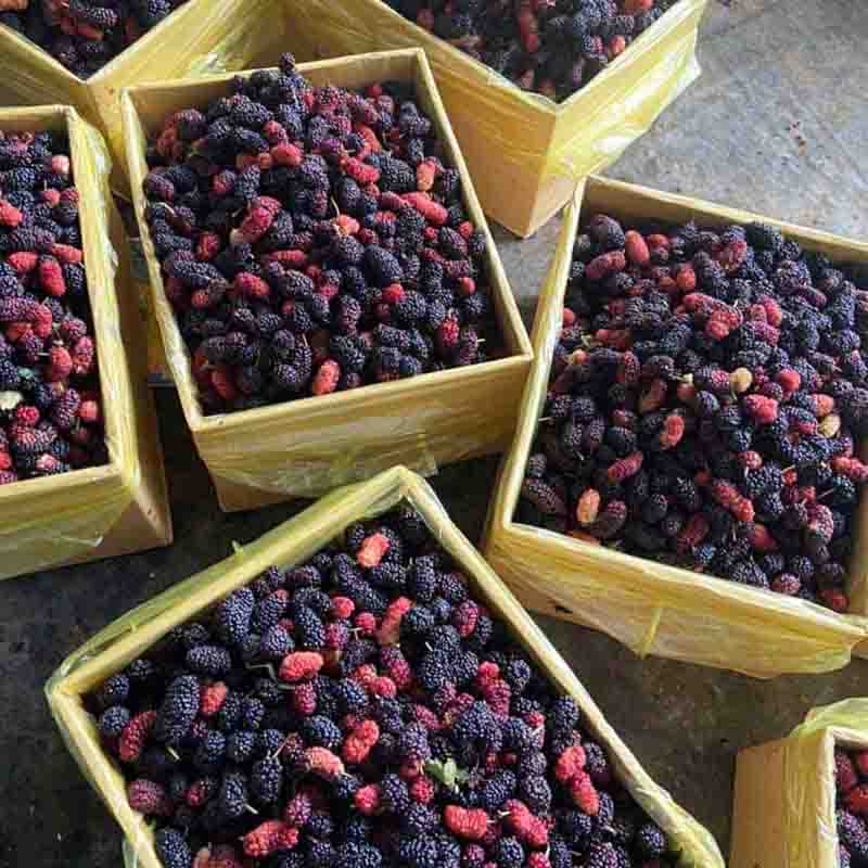 dâu tằm bình thạnh