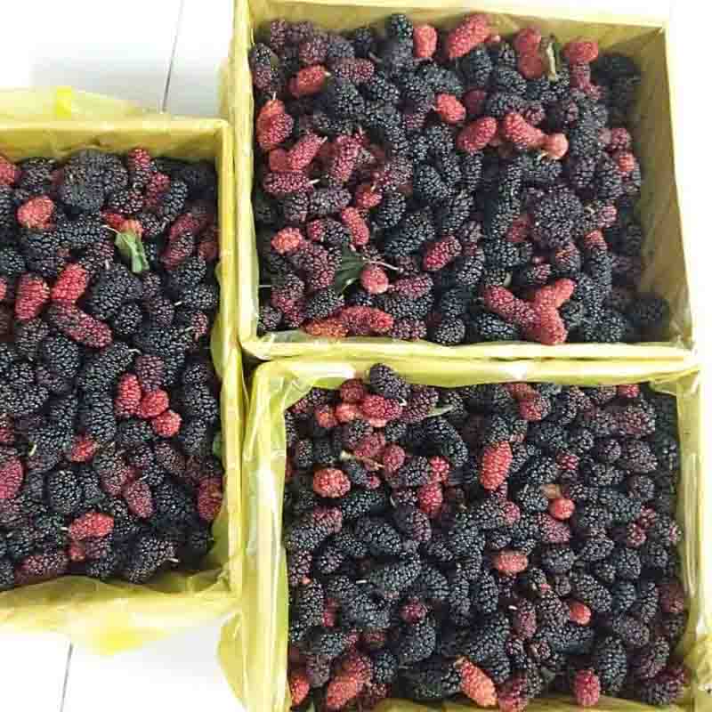 dâu tằm phú nhuận