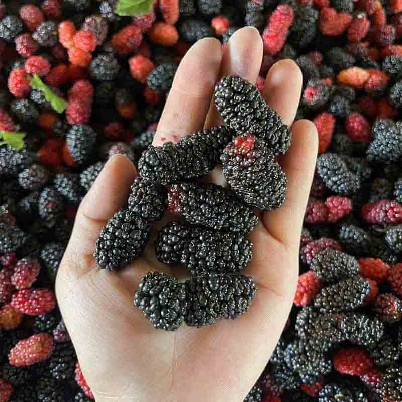 mua dâu tằm tân bình