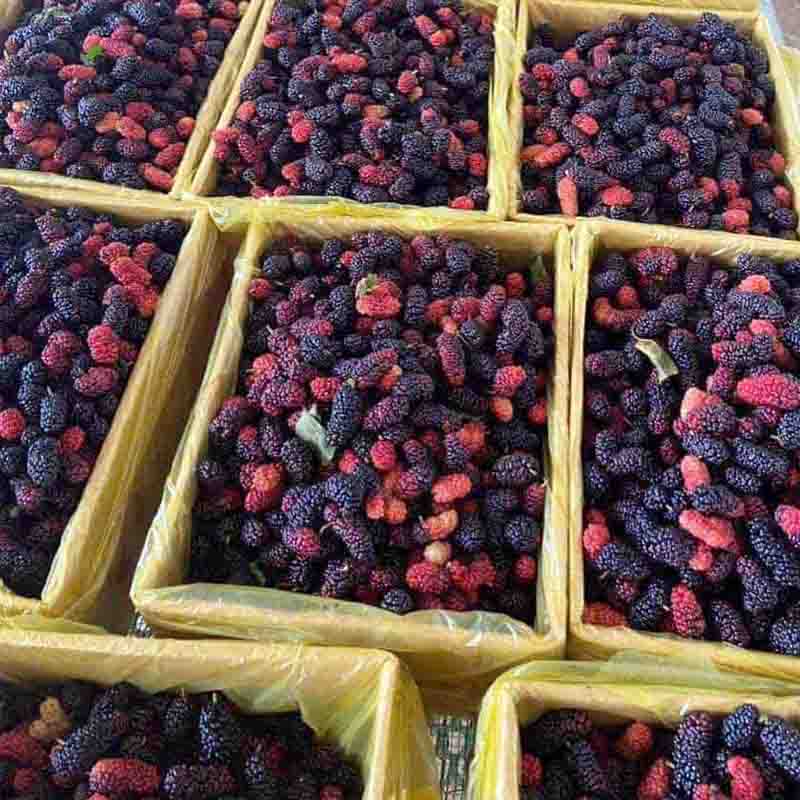 dâu tằm tân phú