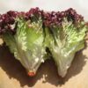 Xà lách lolo tím Đà Lạt tươi giòn dùng làm salad healthy