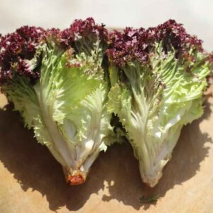 Xà lách lolo tím Đà Lạt tươi giòn dùng làm salad healthy