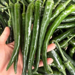 Ớt sừng xanh Đà Lạt tươi sạch thu hoạch trong ngày