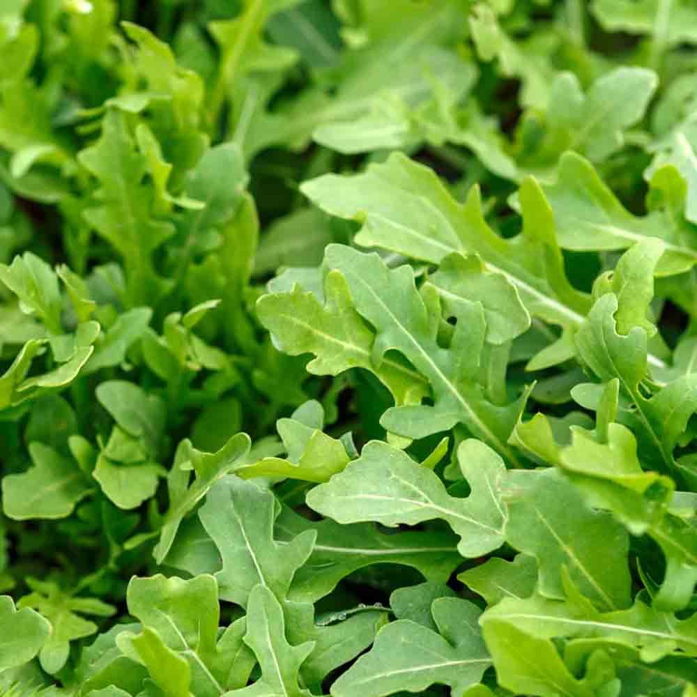 Rau Rocket Đà Lạt đóng gói tại Dalat Farm