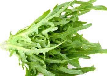 Rau xà lách Rocket Đà Lạt tươi xanh, lá mềm giòn, thích hợp làm salad và món Âu.