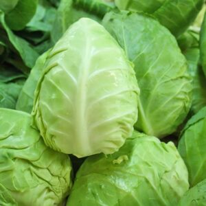 Bắp cải tim Đà Lạt tươi tại Dalat Farm