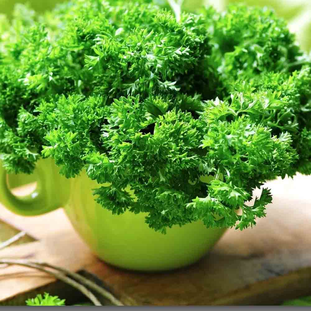 Cận cảnh lá ngò tây xanh và hình dáng lá phẳng
