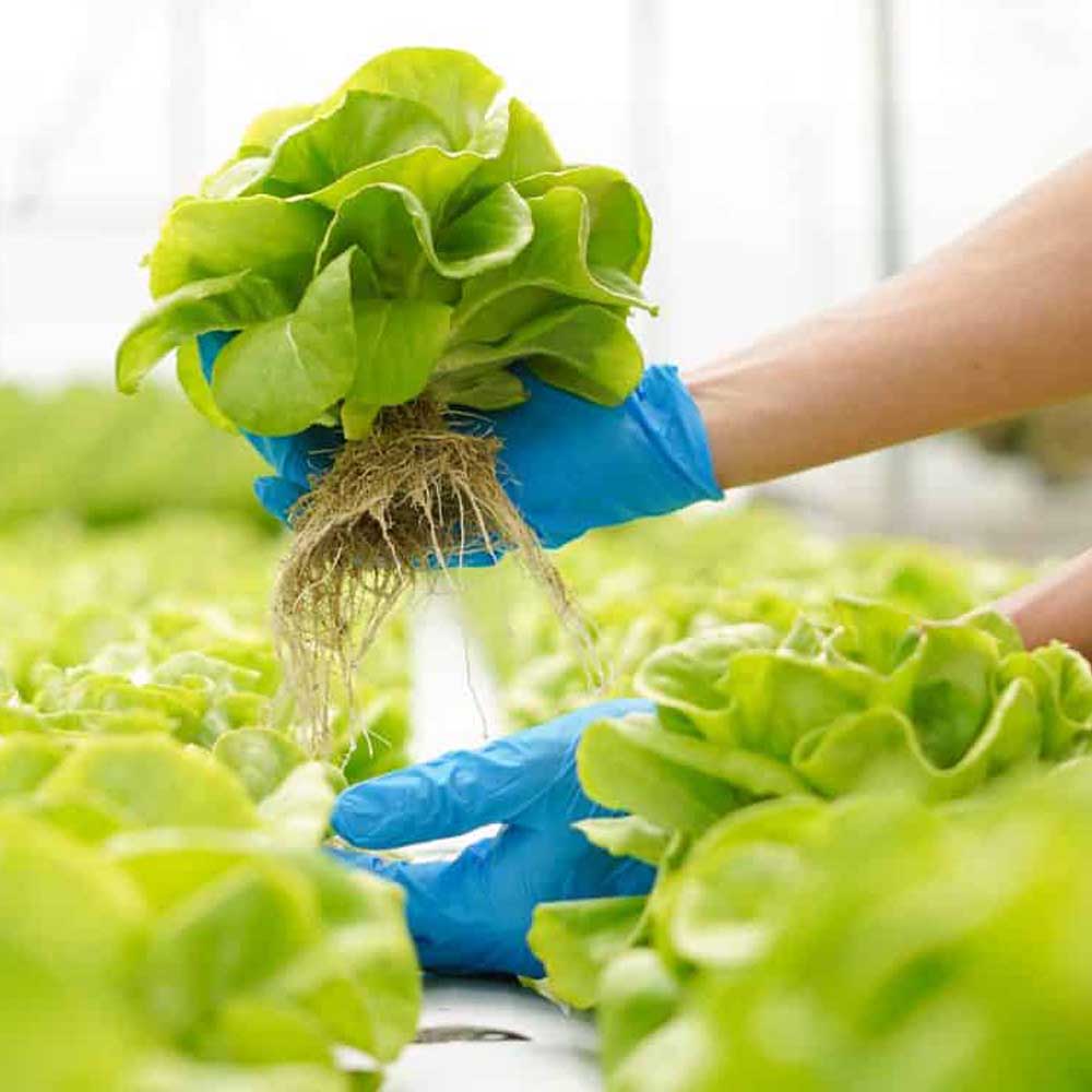 Cận cảnh lá xà lách thủy canh tươi